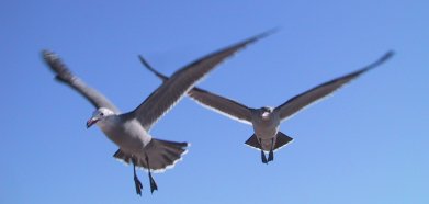 birds_migrating
